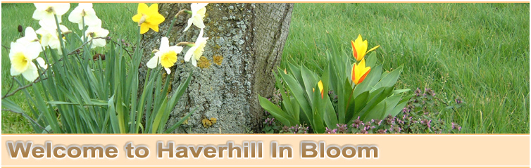 Welcome To Haverhill In Bloom